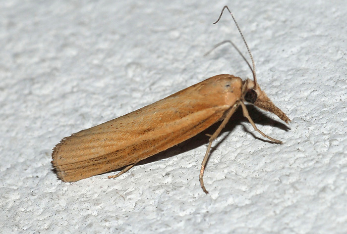 Crambidae:  Pediasia luteella (cfr.)